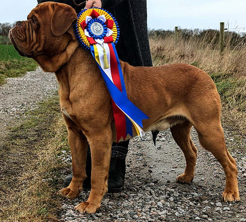 Chien Courage Fritz, 16 månader gammal, FJORTON titlar rikare!