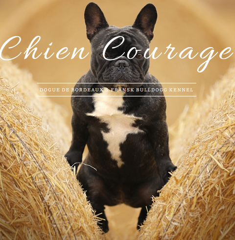 Chien Courage Kennel