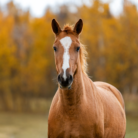 Horse feed