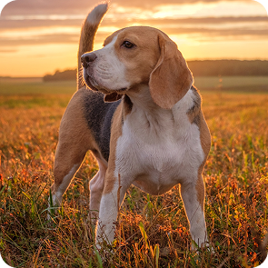 Mittelgroße/große Hunde