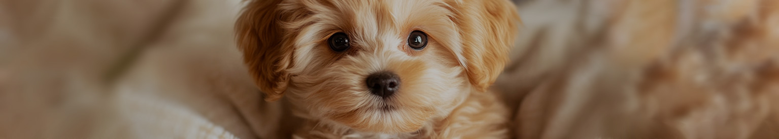 Liten Hund