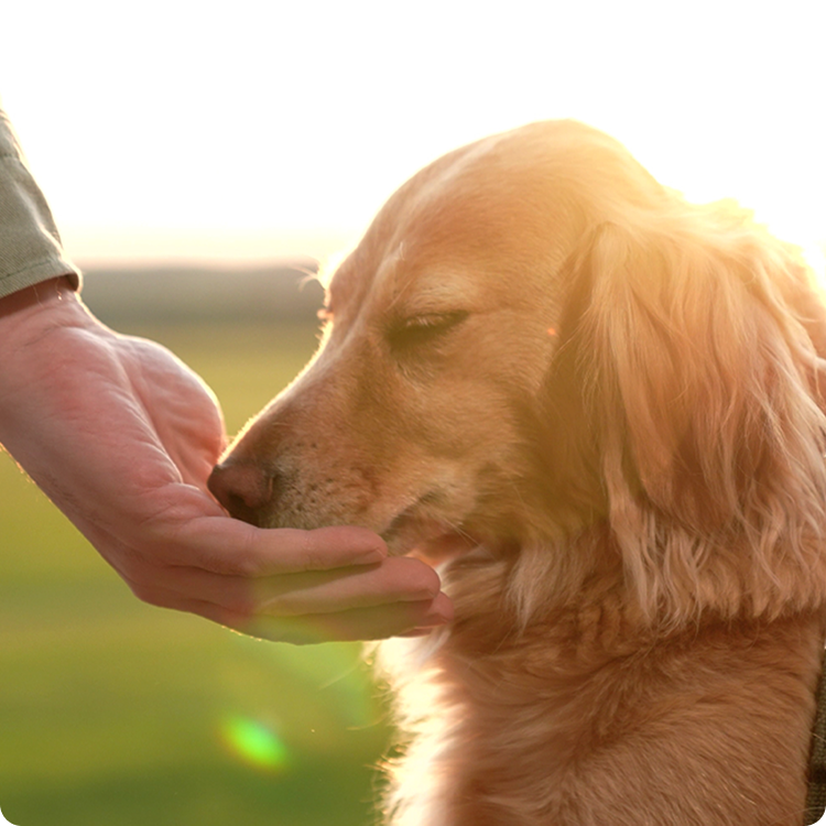 Hundgodis